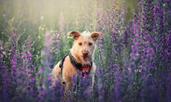 Everything-You-Should-Know-About-Dog-Training Julius-K9 LLC