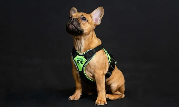 Common-Health-Problems-To-Know-of-for-Puppies Julius-K9 LLC