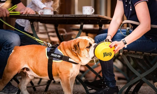 Meal-Guide-to-What-Human-Food-Dogs-Can-Eat Julius-K9 LLC