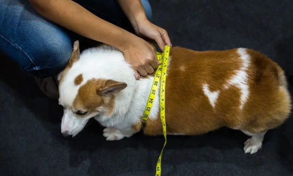 How-To-Measure-Your-Dog-s-Body-for-a-Harness Julius-K9 LLC
