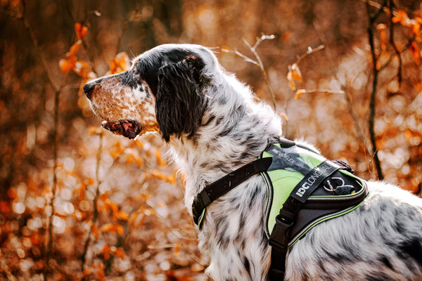Getting-Ready-for-Fall Julius-K9 LLC