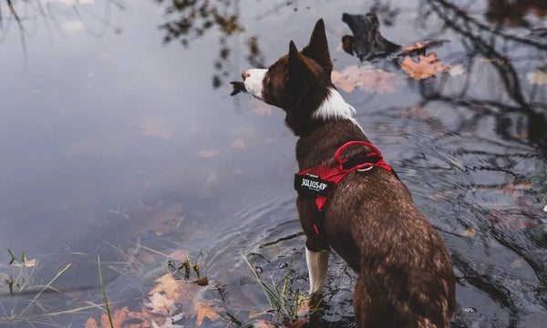 Collar-Versus-Harness-Which-One-To-Choose Julius-K9 LLC