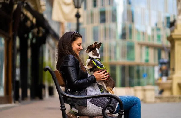 5-Small-Dog-Breeds Julius-K9 LLC