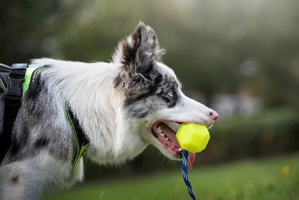 How-to-Choose-the-Right-Toys-for-Your-Dog Julius-K9 LLC