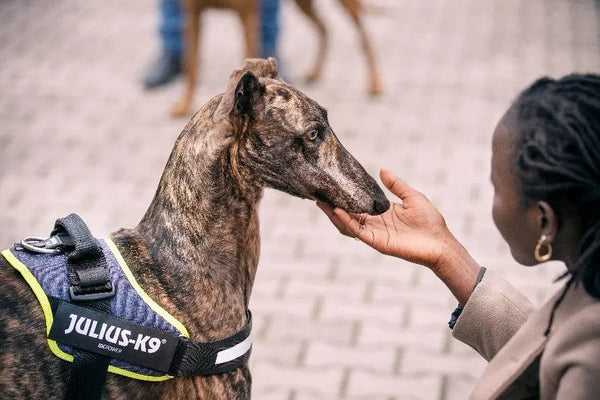 National-Adopt-a-Greyhound-Month Julius-K9 LLC