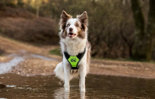 5-Things-Everyone-Should-Know-About-Hiking-with-Dogs Julius-K9 LLC
