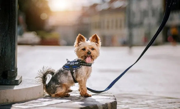 5-Dog-Breeds-for-Apartments Julius-K9 LLC