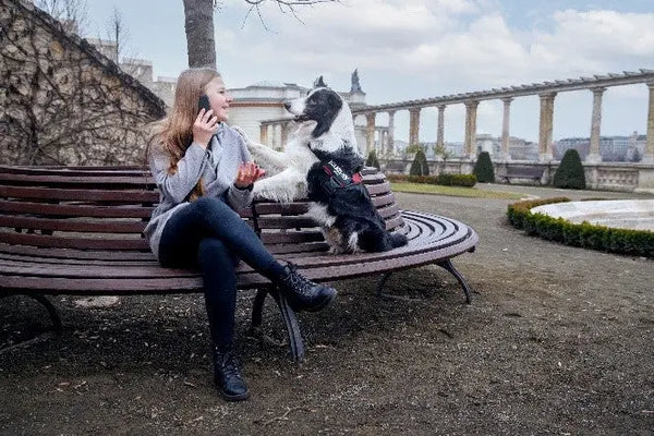 Don-t-Look-at-Your-Phone-While-Walking-Your-Dog Julius-K9 LLC