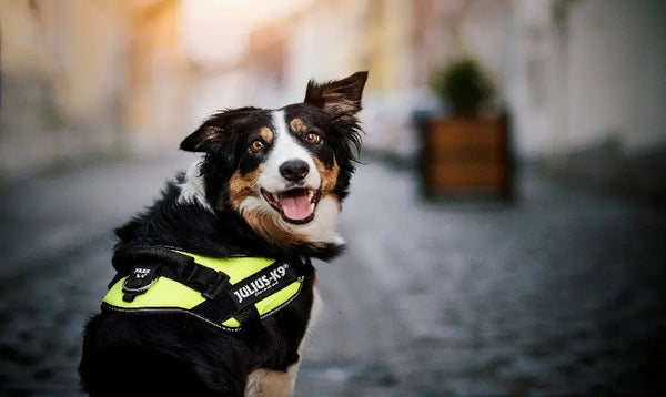 Importance-of-Walking-Your-Dog Julius-K9 LLC