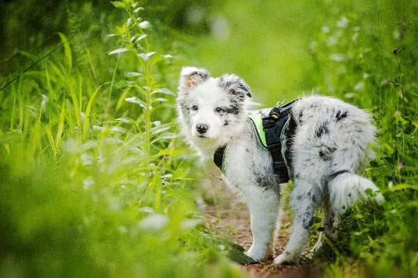 10-Things-You-Should-Know-Before-Getting-a-Puppy Julius-K9 LLC