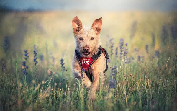 5-Tips-for-Keeping-Your-Pet-Safe-During-Spring Julius-K9 LLC