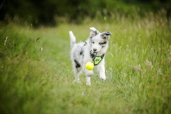 Ways-to-Keep-Your-Dog-Happy Julius-K9 LLC