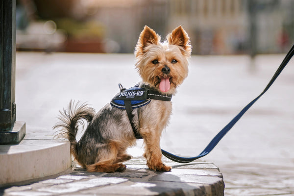 Dog-Breeds-for-People-with-Allergies Julius-K9 LLC