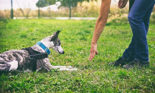 Dog-Training-Commands-You-Need-To-Know Julius-K9 LLC