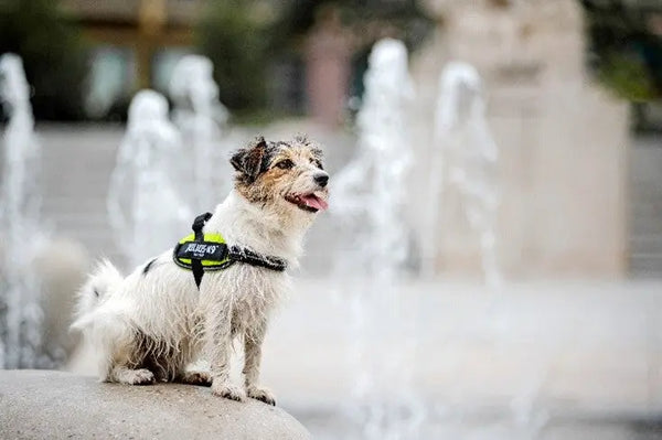 Summer-Safety-Tips Julius-K9 LLC