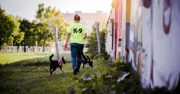 Dog-Trainer-Finding-the-Right-Fit-For-You Julius-K9 LLC