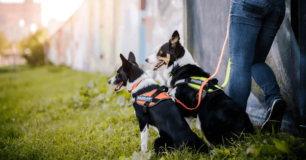 Dog-Essentials-Everything-You-Need-to-Know Julius-K9 LLC