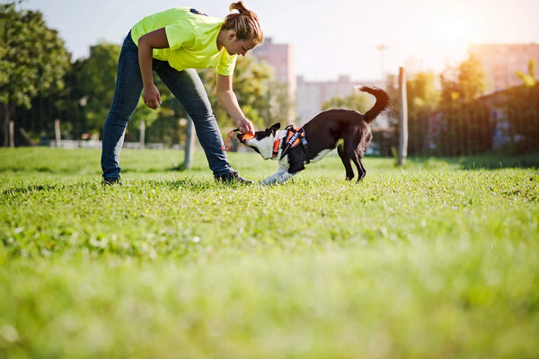 Dog-Training-Introducing-Your-Dog-To-Your-Baby Julius-K9 LLC