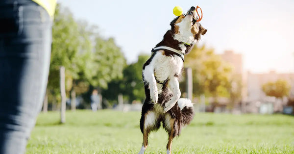 K9-Dog-Training-Everything-You-Need-to-Know Julius-K9 LLC