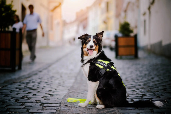 Dog-Owners-The-Dos-Don-ts-of-Dog-Ownership Julius-K9 LLC