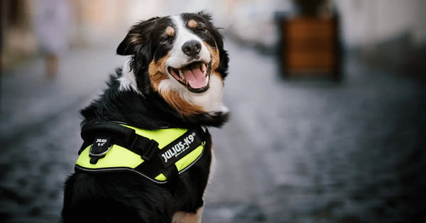Police-Dogs-The-History-Behind-These-Dogs Julius-K9 LLC