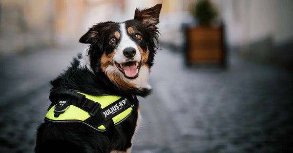 How-to-Properly-Fit-a-Padded-Dog-Harness Julius-K9 LLC
