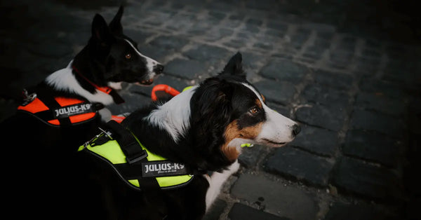 Dog-Harness-With-Handle-For-Awesome-Service-Dogs Julius-K9 LLC