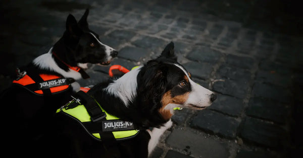 Dog-Muzzles-Muzzle-Conditioning Julius-K9 LLC