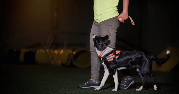 Dog-Products-More-to-Prepare-For-Your-First-Dog Julius-K9 LLC
