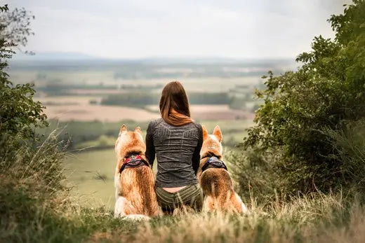National-Adopt-a-Senior-Pet-Month Julius-K9 LLC