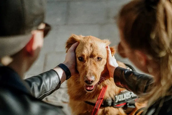 How-to-Make-Your-Balcony-Dog-Friendly Julius-K9 LLC