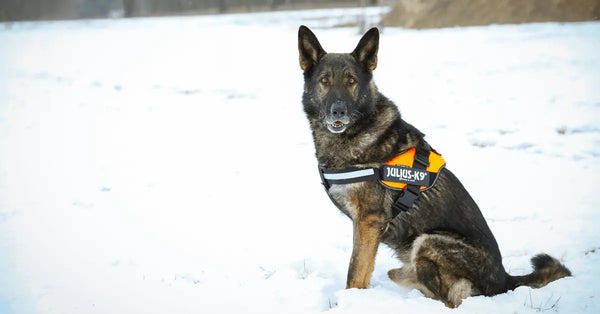 Best-Dog-Harness-Our-Harness-Design-Is-Unbeatable Julius-K9 LLC
