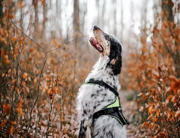 How-to-Take-Great-Fall-Photos-of-Your-Pet Julius-K9 LLC