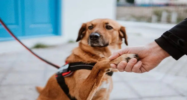 How-to-Protect-Your-Pet-from-Rabies Julius-K9 LLC
