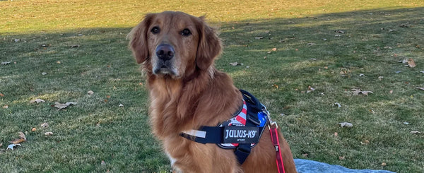 Cinnamon - Julius-K9 LLC