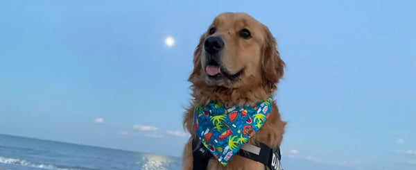 Djaxon-s-Journey-A-Cancer-Survivor-Who-Travels-in-His-Trusted-JK9-Harnesses Julius-K9 LLC