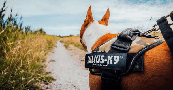 Why a Dog Harness Vest Is Better Than a Collar - Julius-K9 LLC