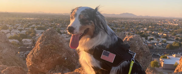 Story-4 Julius-K9 LLC