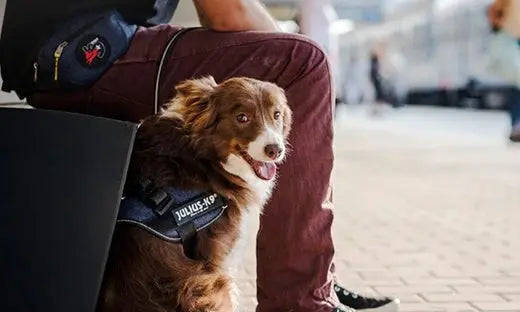 How-To-Deal-With-a-Dog-That-Needs-Constant-Attention Julius-K9 LLC