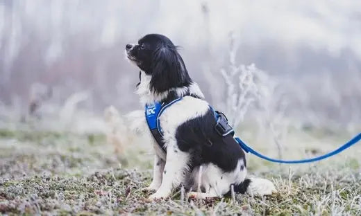 Dog keeps slipping out of harness hotsell