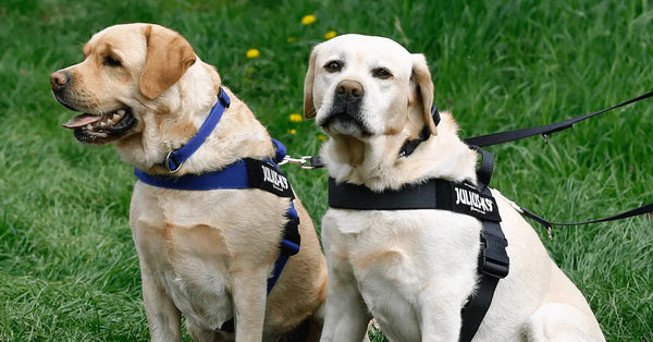 Labrador sales online shopping