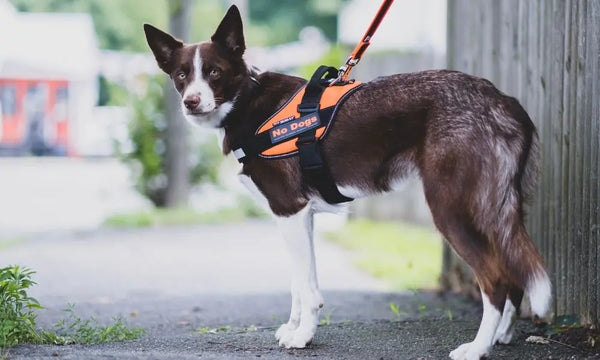 How-To-Keep-Your-Dog-From-Pulling-on-Their-Leash Julius-K9 LLC