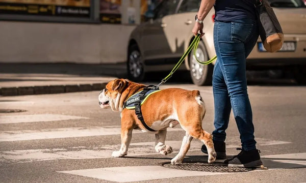 Becoming-the-Alpha-Tips-for-Dealing-With-a-Dominant-Dog Julius-K9 LLC