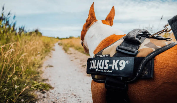 Why-a-Dog-Harness-Vest-Is-Better-Than-a-Collar Julius-K9 LLC