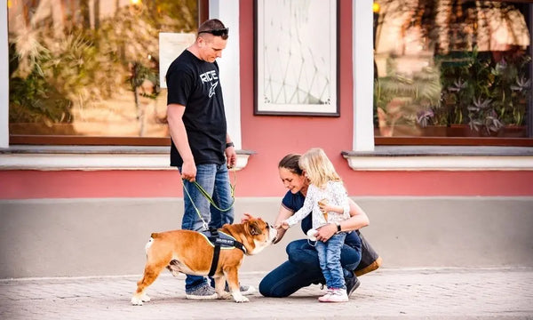 Tips-for-Introducing-Dogs-To-New-People Julius-K9 LLC