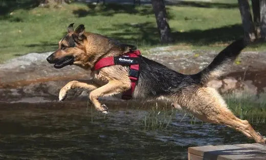 Why-a-Harness-Is-the-Best-Option-for-Canines Julius-K9 LLC
