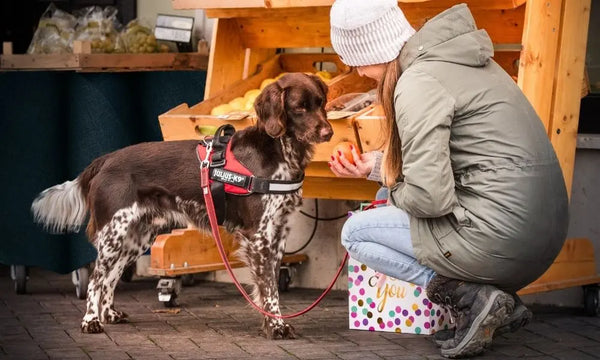 Tips-To-Note-Before-Getting-a-Service-Dog Julius-K9 LLC