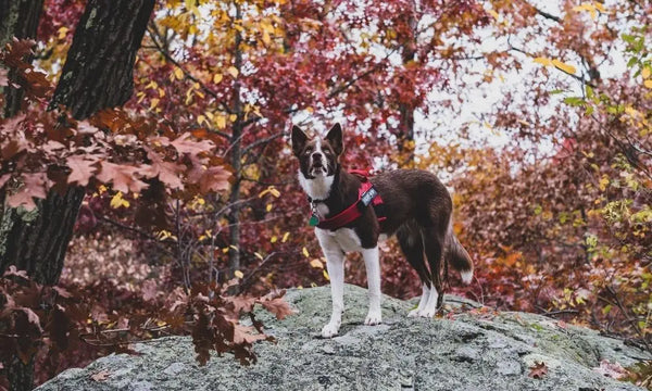 Tips-for-Training-a-Working-Dog Julius-K9 LLC