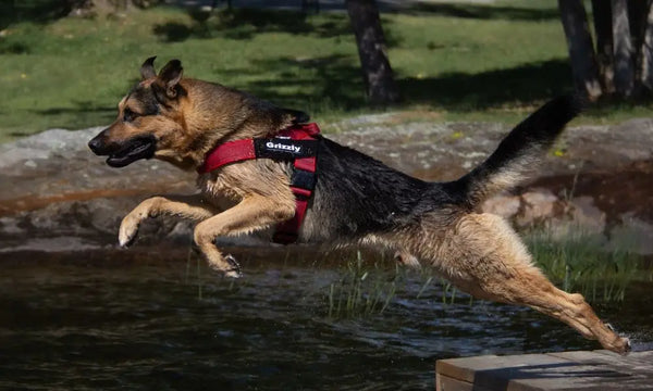 The-Importance-of-Agility-Training-for-Your-Dog Julius-K9 LLC