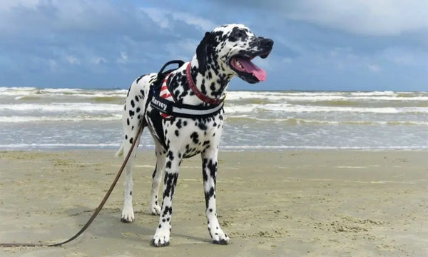 How-To-Have-a-Beach-Day-With-Your-Dog Julius-K9 LLC